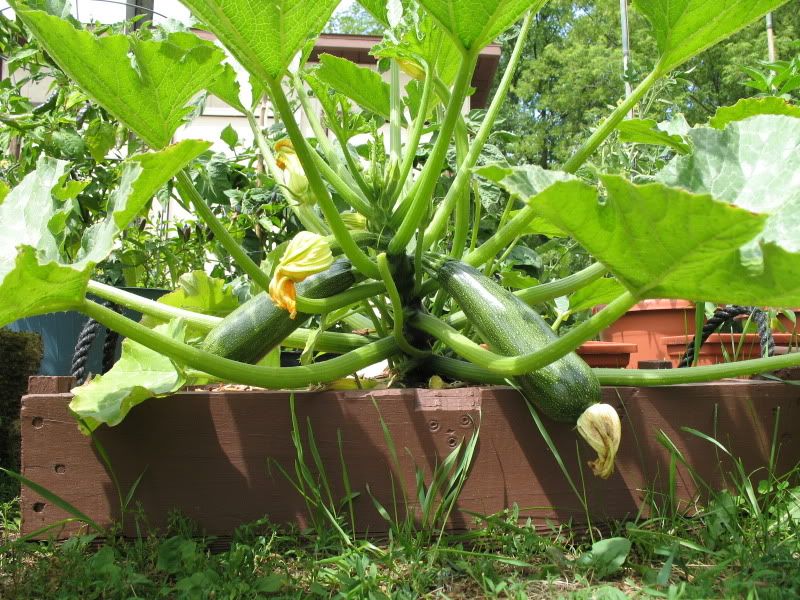 growing zucchini in pots